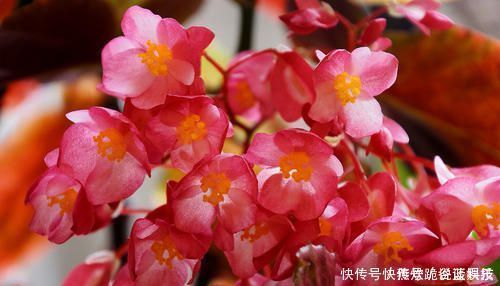 春天养花选它,满树红花,红红火火,一年四季都开花,是盆栽佳品