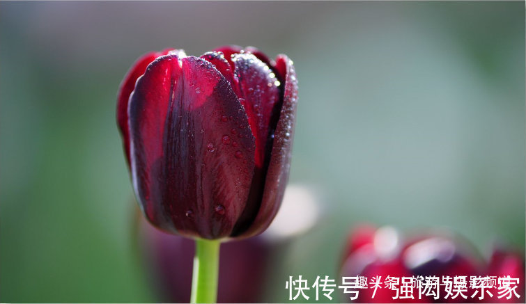 “会发光”的花朵,优雅而艳丽花语十分浪漫!具有“特殊能力”