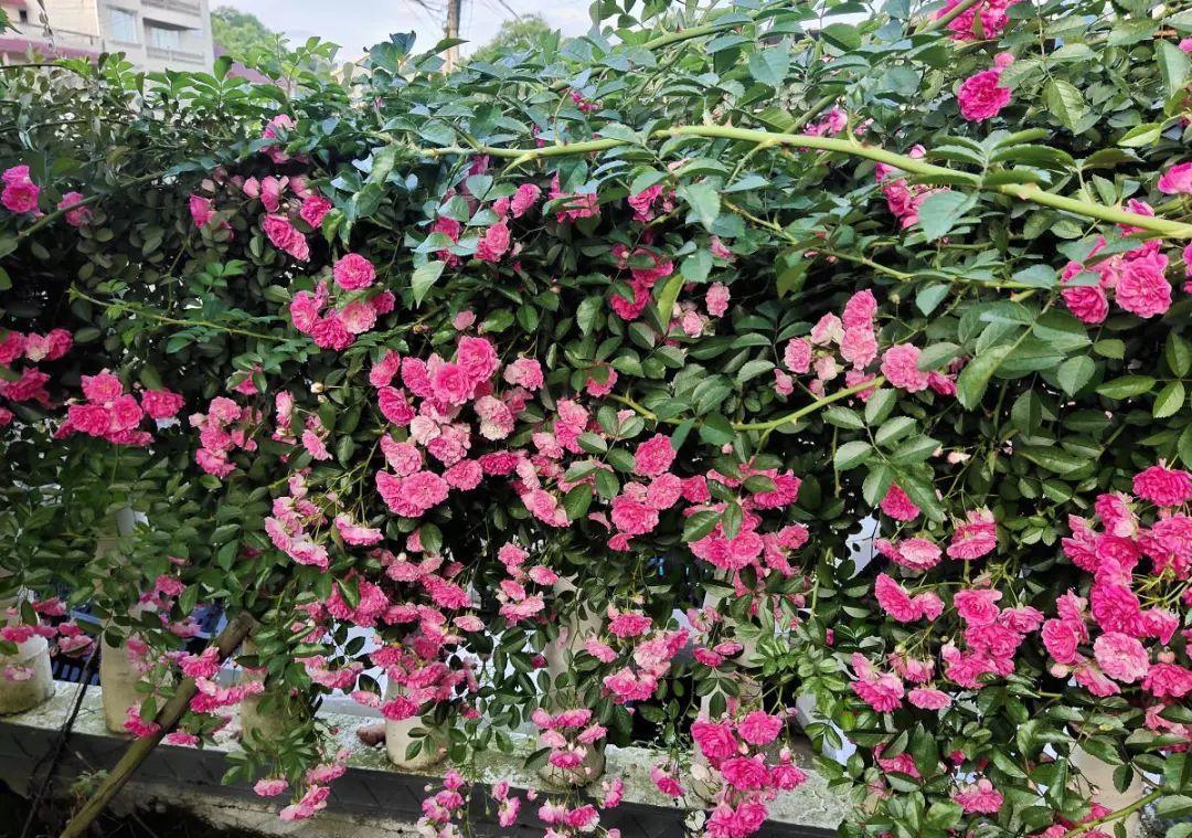 门口种了一棵花，竟被说是不吉利，怼回去：关你P事