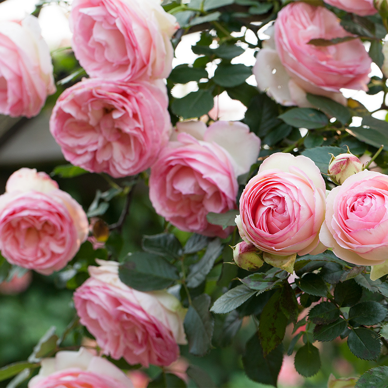 建议不管房子多大,摆上6种盆栽,花香满屋,来客有面子