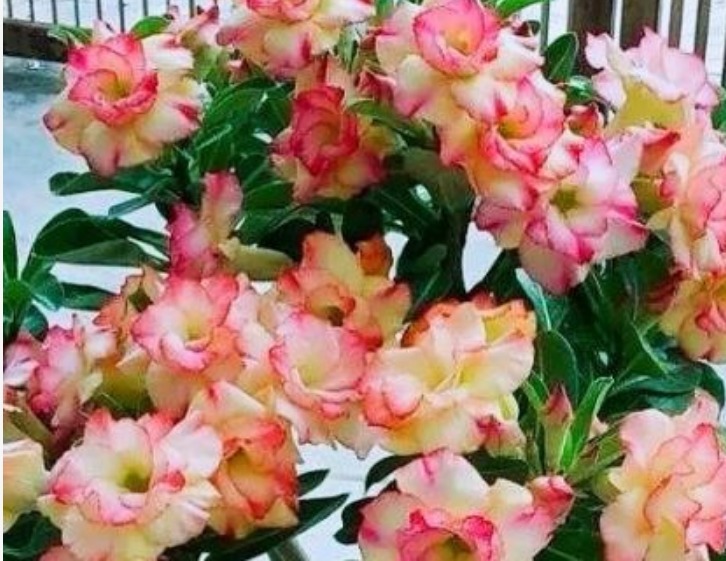 养花就养此花，1个月不浇水，照样长得旺，开花比玫瑰还漂亮！