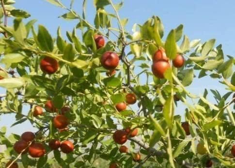 养神|失眠的“克星”找到了！每天吃一点，养神助眠，每天睡得香