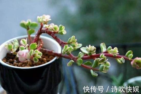 养了5年金枝玉叶修剪学点小方法,新芽嫩叶蹭蹭往外长!