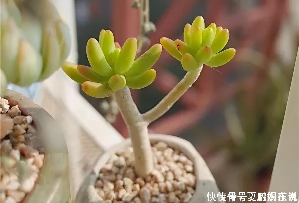 多肉易干瘪,三个“小动作”,催新芽冒白根,3个月养成小老桩
