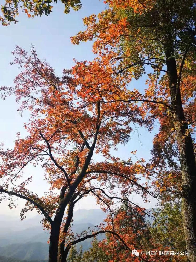 从莞深高速|石门国家森林公园第十八届红叶观赏节明天开幕！