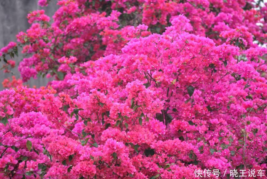 居家就养此款花卉，不闻不问，四季有花开，花香四溢飘满屋，美