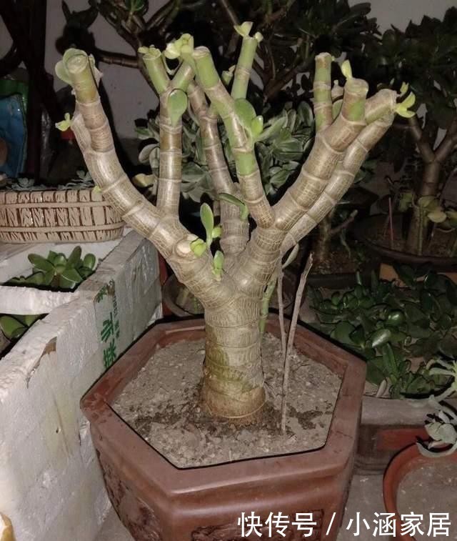 养出|养金枝玉叶必须会修剪,掌握具体修剪方法,养出高价值盆景