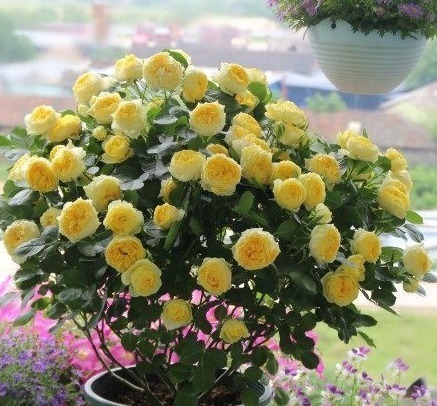 金丝雀|最适合养在阳台的花卉!花期长花量大!仙气十足,香味飘满室!