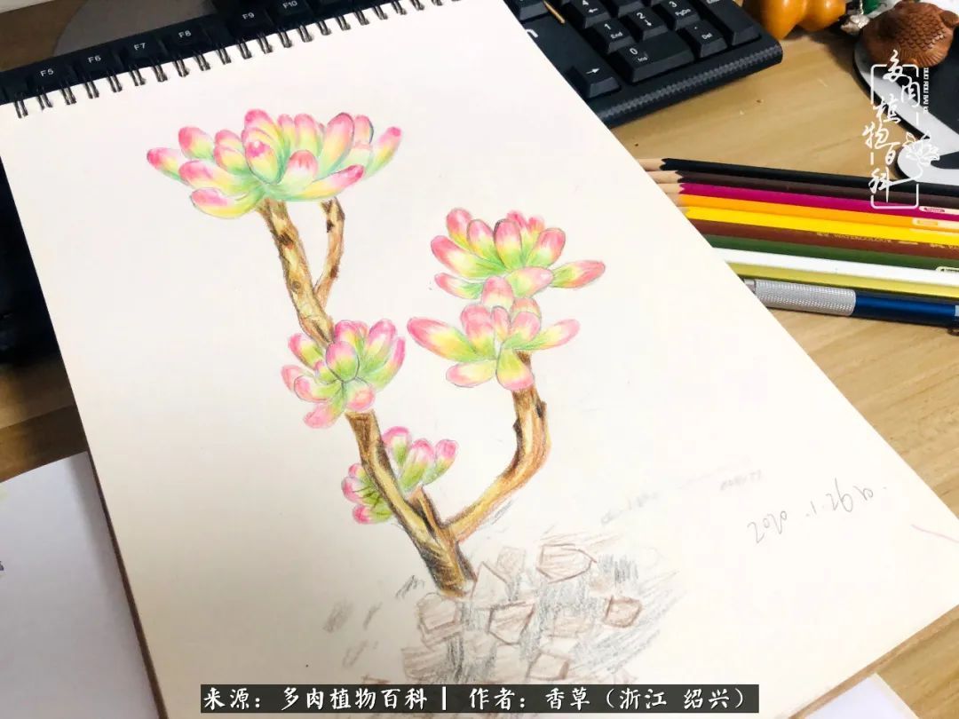 阳台上的一亩三分地,我愿与你一起,与时光媲美!