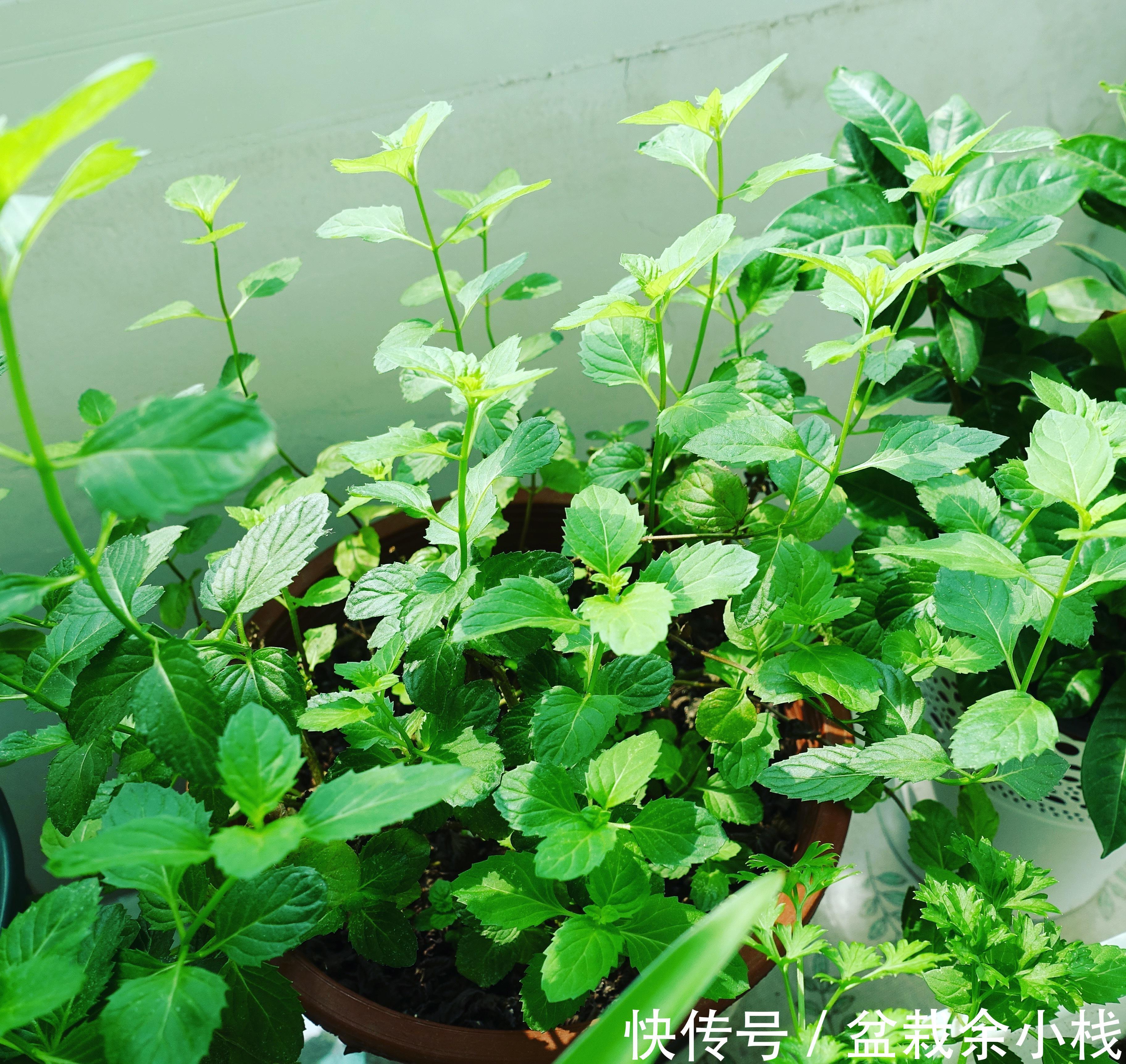 养花试试这几款，美丽且易于种植，枝叶可采摘和食用