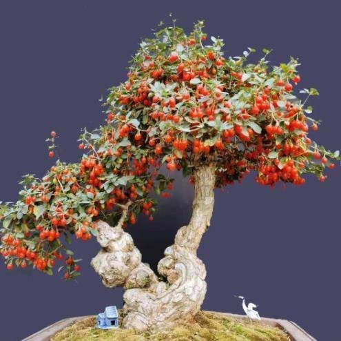 老中医都喜欢的4种花,人养花,花也“养人”,新手也能轻松驾驭