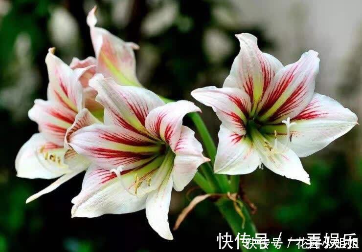 初夏养朱顶红,“6细节、2注意”学到手,开出大花朵