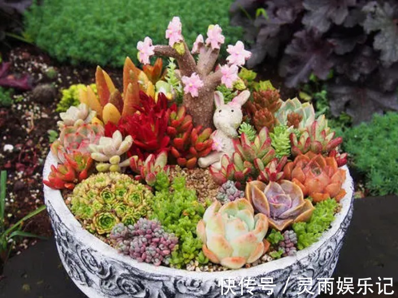 天气渐热，盆栽多肉这3地方该小心了，不然度夏难、化水易