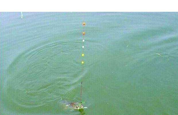 大蒜钓鱼试过吗教你三个小妙招,三分钟聚鱼,一袋烟功夫钓满箱