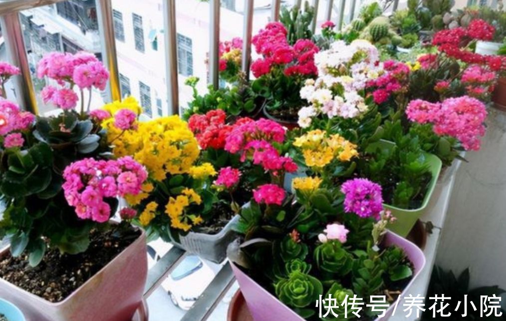 好养|9月适合入手5种花，开花漂亮又好养，很快就能长花苞