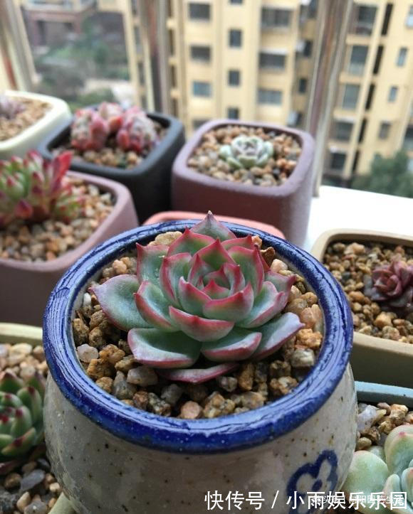 光照强度|多肉单靠晒,能把叶子晒红吗?光照很有用,重点在合理利用