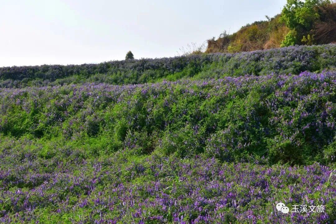 春日玉溪赏花丨超美！这片“紫色海洋”你知道是什么花吗？