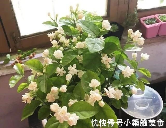 浇水|养茉莉，记住5点“疯狂”，一年开5茬，花开爆盆不是事