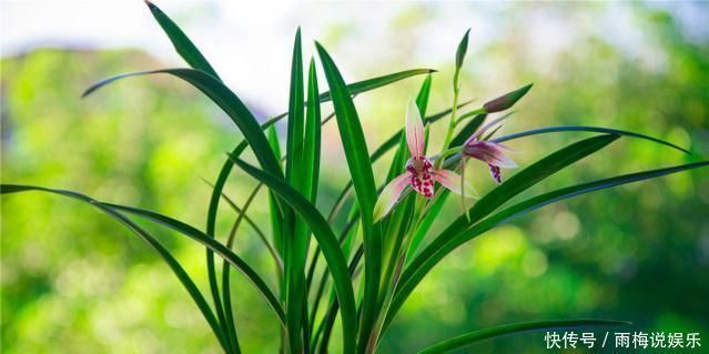 老前辈养兰花,土里加1料,兰根壮,夏不腐,兰叶呼呼长,绿油油