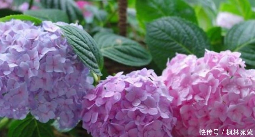 超漂亮的4种花,不怕晒,不怕热,繁花似锦,花美心情好!