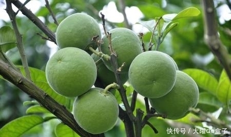  润喉|冬天喉咙干痒咳嗽，莫慌！多用此物泡水喝，润喉防咳嗽，谁喝谁好