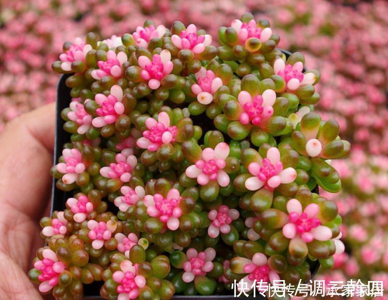 嫁接|碰到这4种花再漂亮也别买，因为花钱买回来只会给自己“添堵”