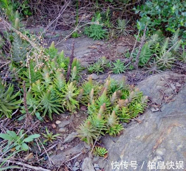 石头缝里的“野多肉”,看到挖几棵,种盆里,能长一大片,美死了