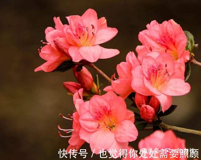 此花花繁色艳，盛开时宛如山林染涂了胭脂，被誉为“花中西施”