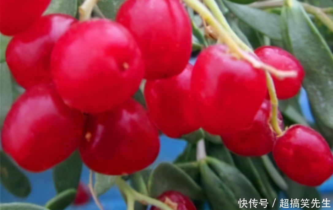 中年人推荐多吃3种食物,美容养生、滋润身体,好吃又不贵