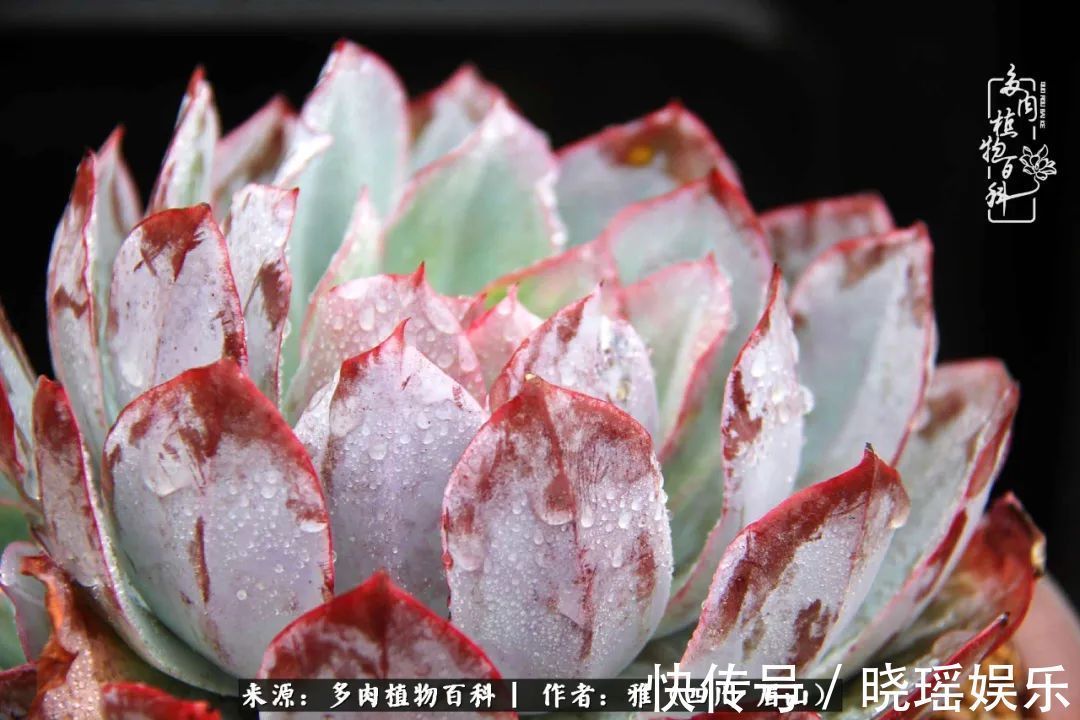 万圣节|养多肉六年,从痴迷到佛系,世事漫随流水,唯有喜爱永恒!