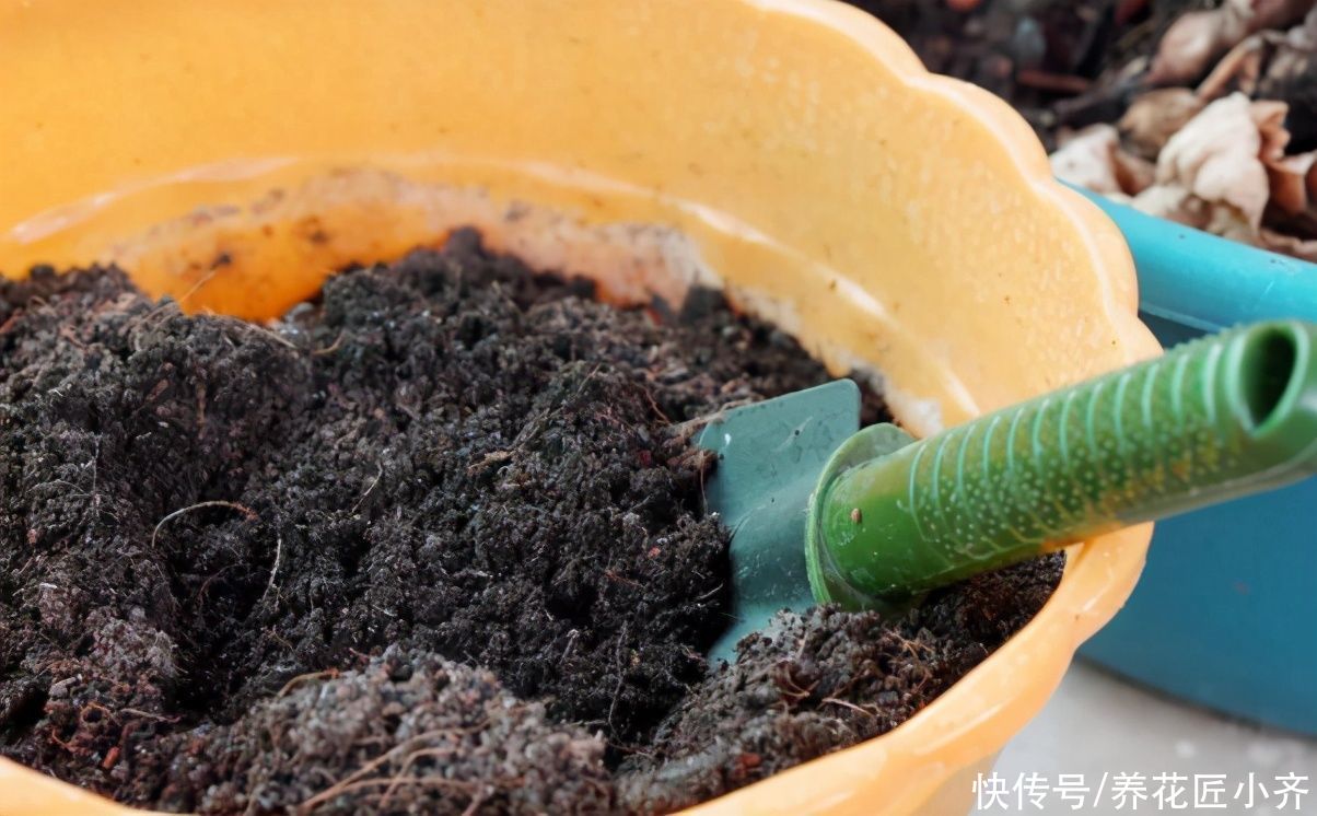 花土别再乱买了!搞不清养花环境,再好的土也烂根,自己配制最好