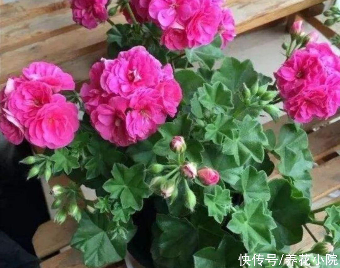 漂亮|5种漂亮的花，天热不影响扦插，半个月就能生根成活