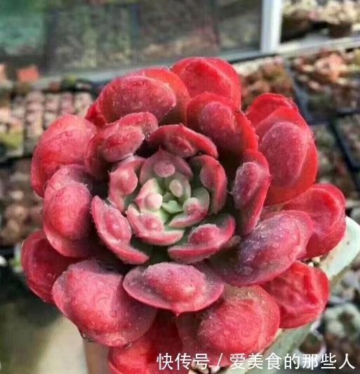 公认不好养的5种多肉,容易黑腐长势差,能养好的都是大神