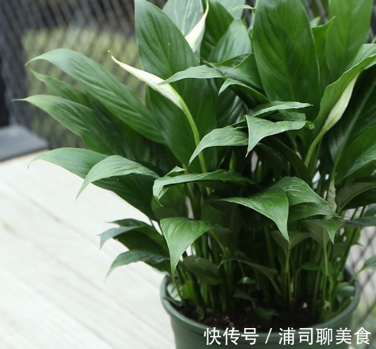 阳台|养绿萝早就不兴了,阳台种上这懒人盆栽,干净实用还不占地