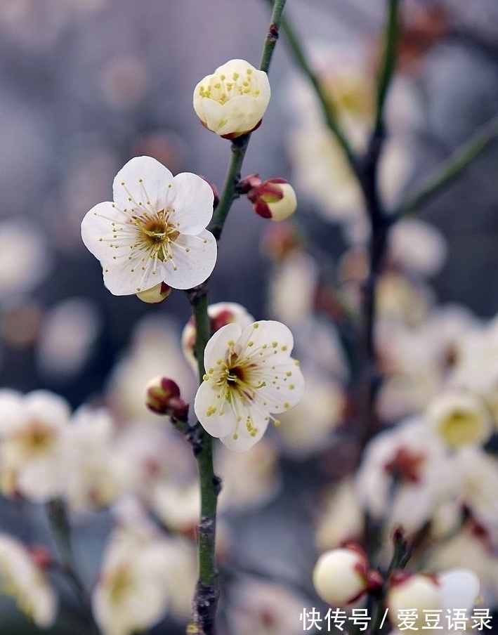 梅花#寒冬早梅诗四首，一树寒梅白玉条，疑是经冬雪未销