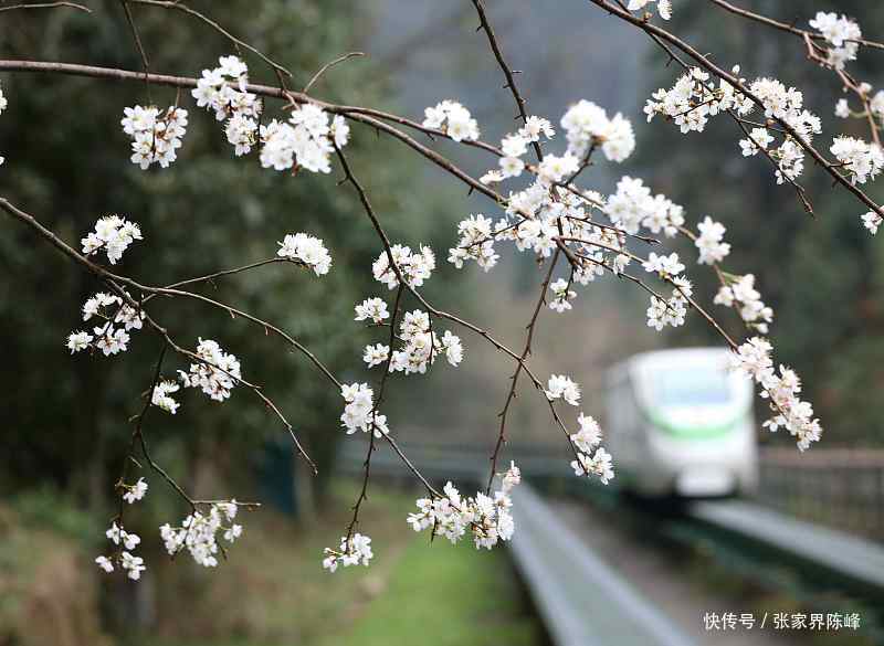 张家界自由行3日游详细旅游攻略，必收藏。