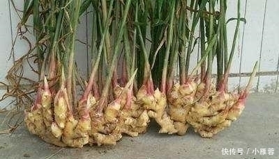 盆里种“生姜”,比君子兰好看,2个月“摘1次”,能吃6个月