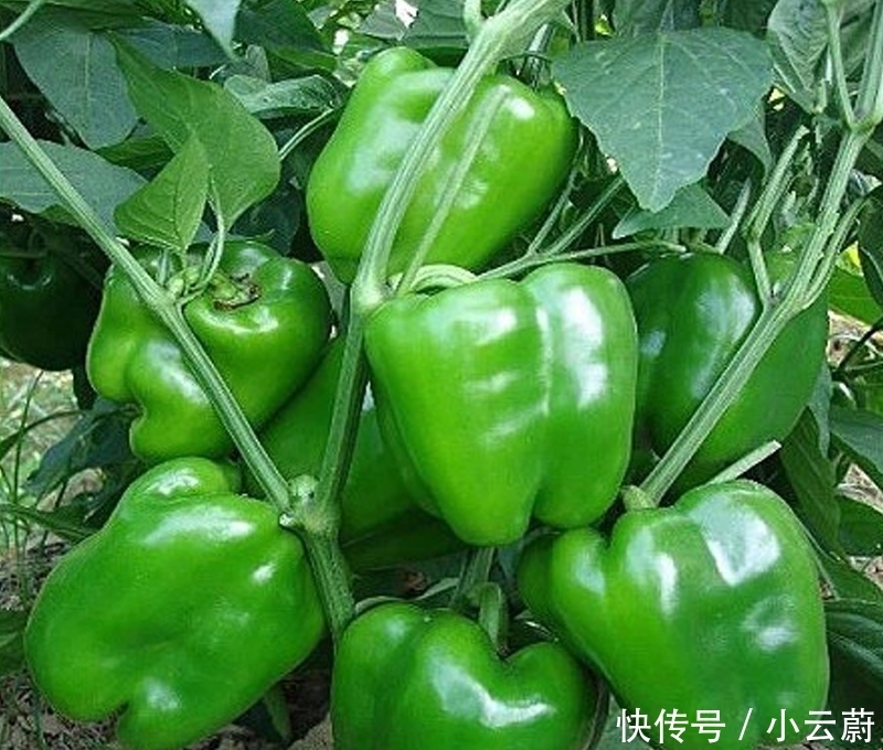 吃不完|阳台不要再浪费,聪明人此样做,绿色健康,吃不完还可以卖