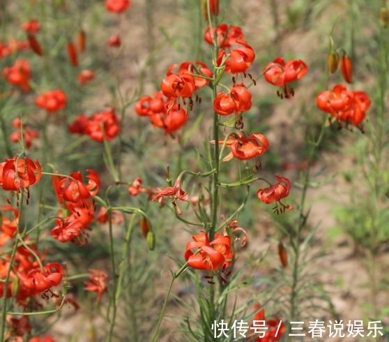 山丹丹花|农村的这种花,长得十分漂亮迷人,竟是治疗跌打损伤的良药!
