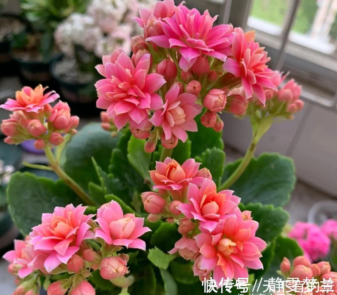 长寿花|长寿花有“三怕”,入冬养护得避开,养成小老桩,清香宜人小半年