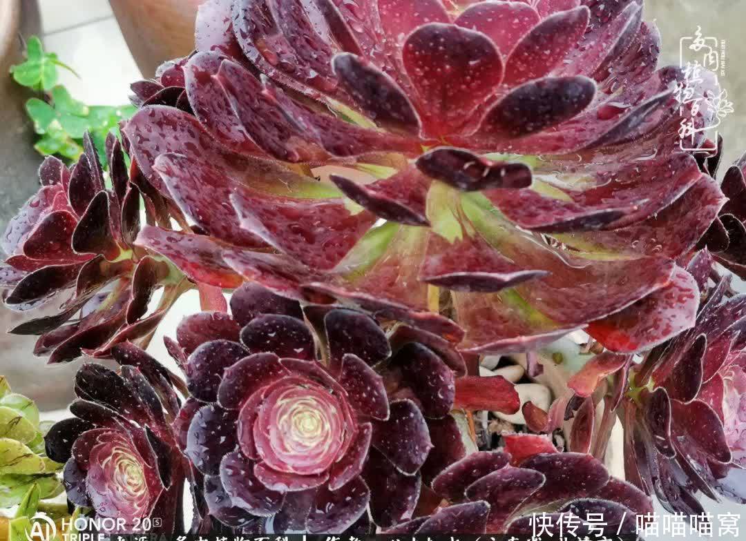 多肉|你是爱,是暖,是希望,你是人间四月天!