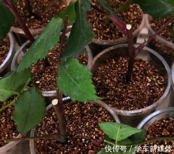 月季之所以生根难,或许是这5点没做好,做好了容易生根!