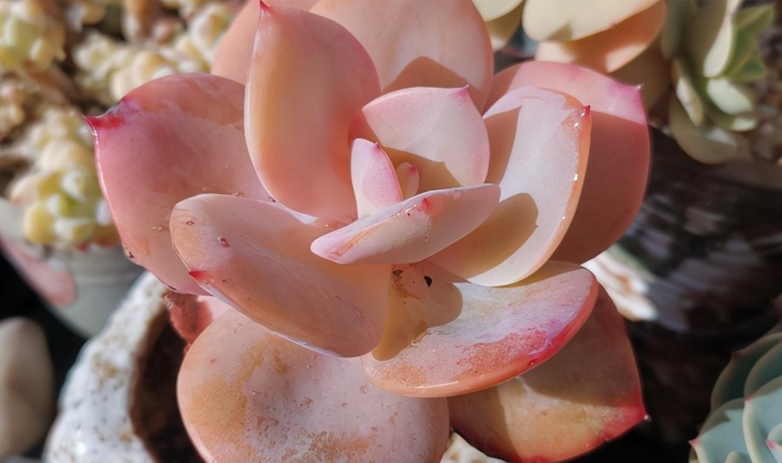 如果不说是白凤,大家能认得出来吗?控养的白凤,完美逆袭