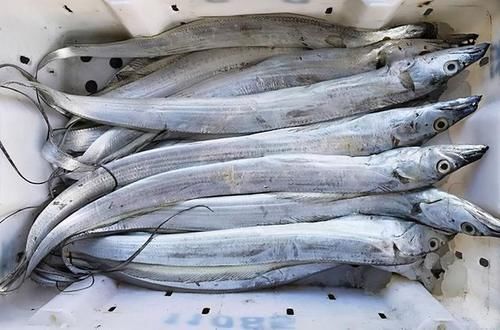 鱼类|这四种鱼建议少吃,否则或不利于健康,不妨提前了解一下