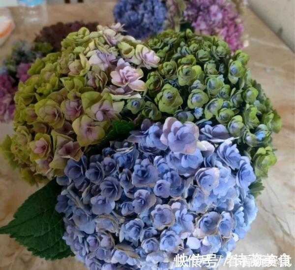 司凤为璇玑种的蓝色八仙花，现实你也能养，开花仙气十足，太美了