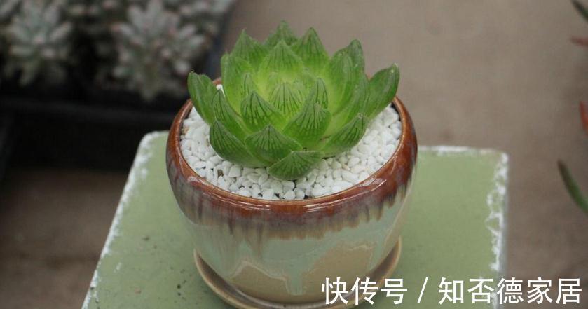 多肉出现这3种症状,就是在警示主人:该换盆土了!