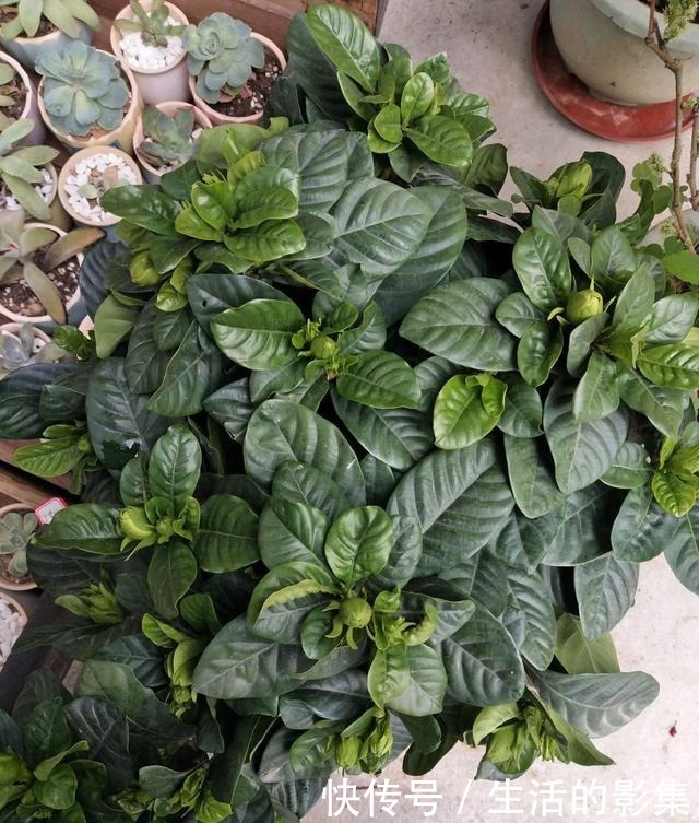 想让栀子源源不断开出馥郁大花,万万不能缺了这一步,一学就会!