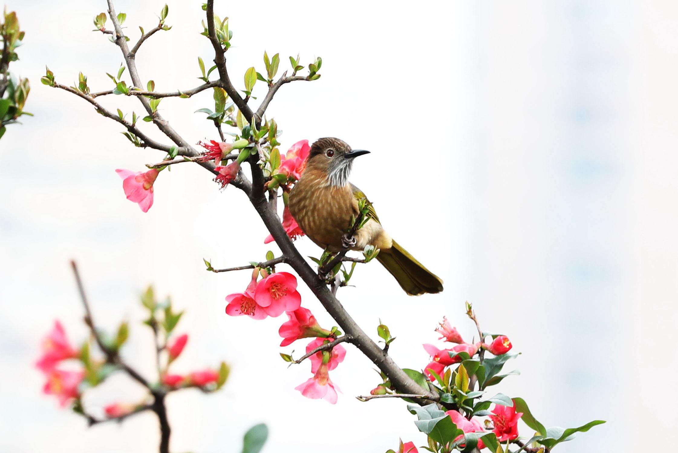 鸟语花香春光好