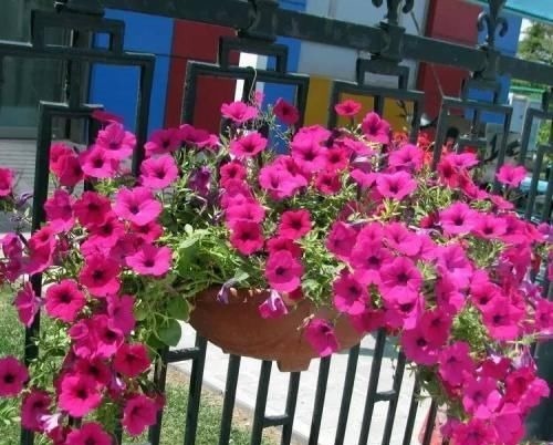 阳台再小，也要养4种花，一年开花230天，轻松开成小花园