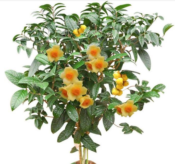 养花在于精而不在于多,六种花卉中的珍品,养一样也值得